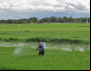 Agricultores expostos a agrotóxicos ignoram risco de morte e doenças graves